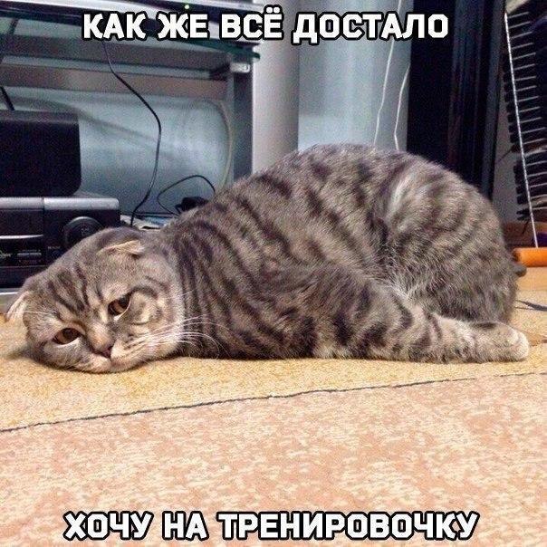 Курилка- разговоры на любые темы - Бодибилдинг форум AnabolicShops
