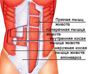 Как подтянуть мышцы живота - Бодибилдинг форум AnabolicShops