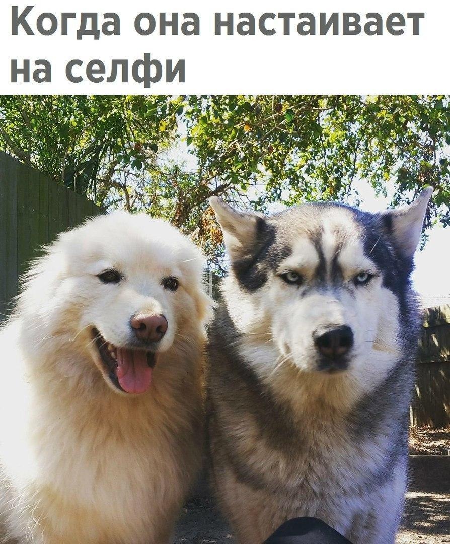 Битва производителей - Fcknawsm vs ardent - Бодибилдинг форум AnabolicShops