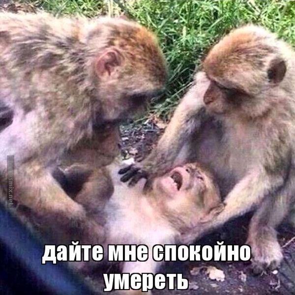 Фотоотчеты МСК - Бодибилдинг форум AnabolicShops