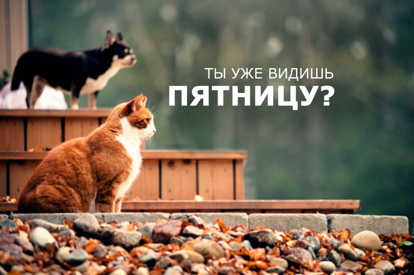 Интернет Магазин nadopinge.com - Бодибилдинг форум AnabolicShops