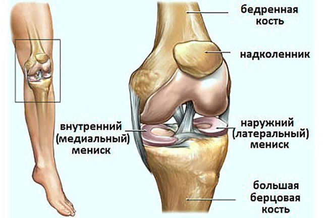 Травма мениска. - Бодибилдинг форум AnabolicShops