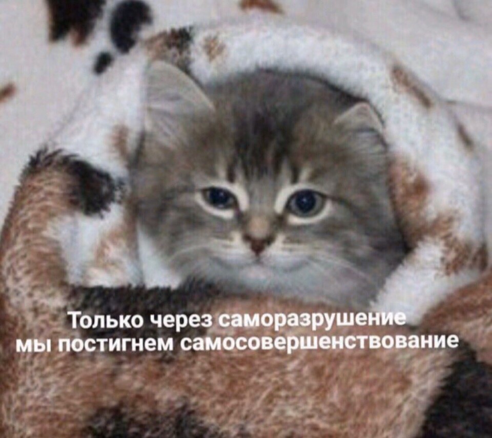 ПЖБ или путь жимовой бестолочи. - Бодибилдинг форум AnabolicShops