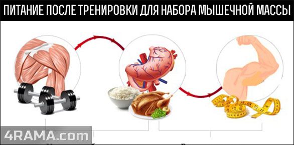 Питание после тренировки для набора массы - Бодибилдинг форум AnabolicShops