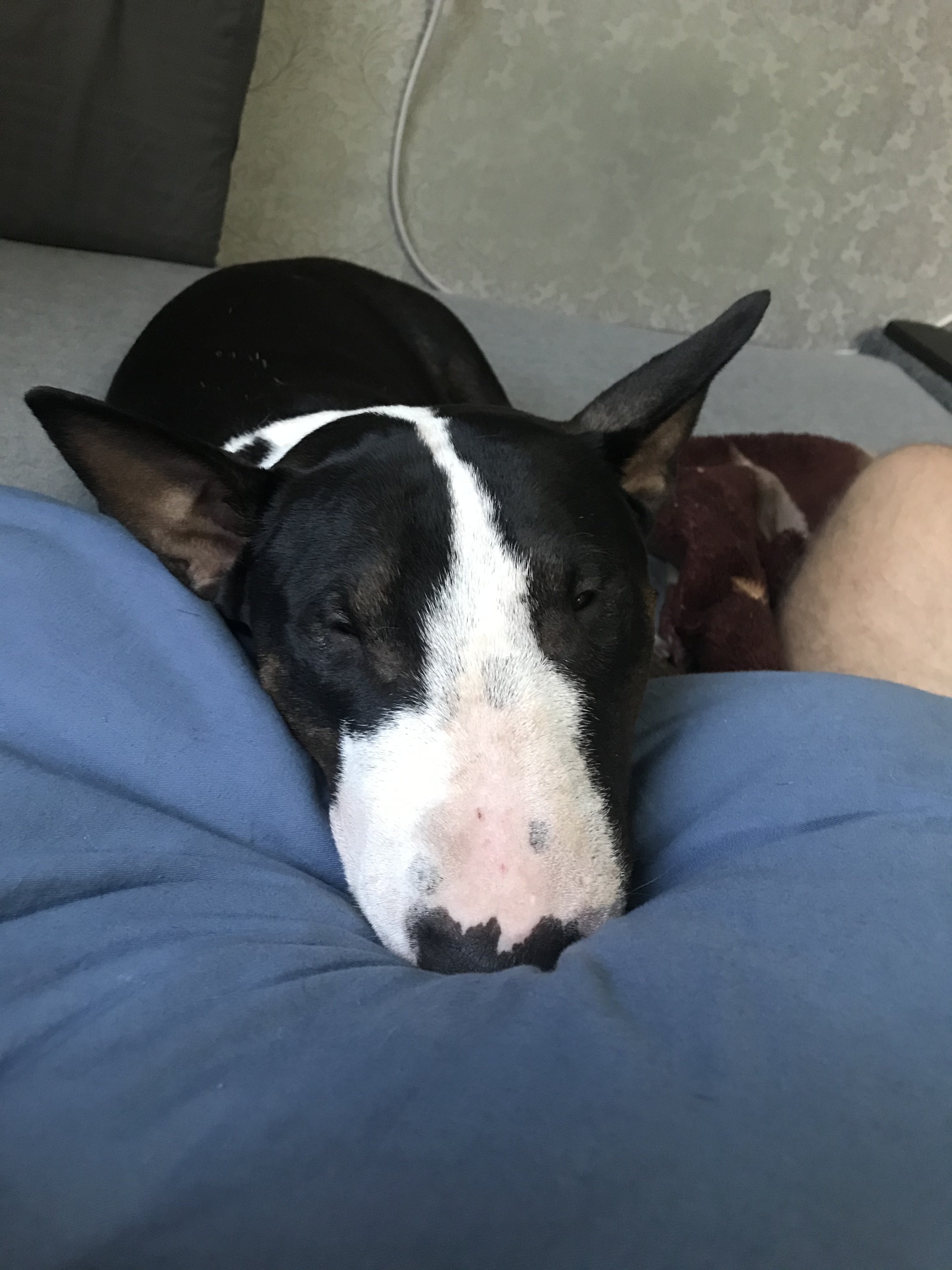 Мои домашние питомцы - Бодибилдинг форум AnabolicShops