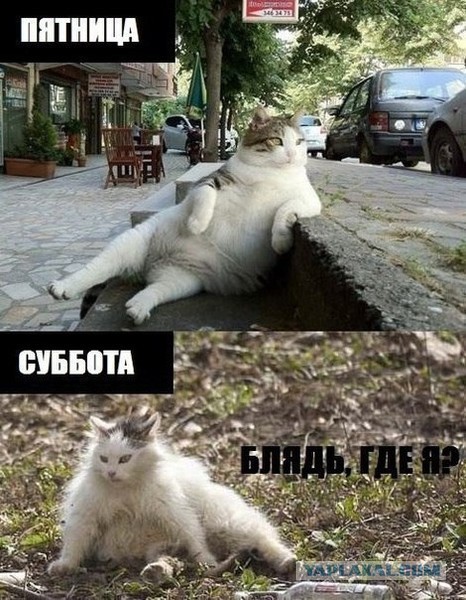 Курилка- разговоры на любые темы - Бодибилдинг форум AnabolicShops