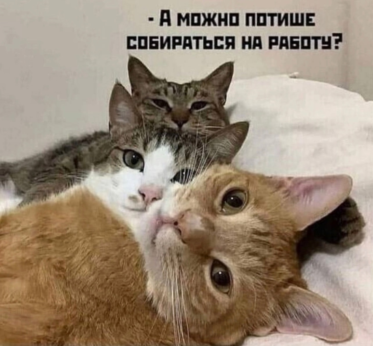 АНАБОЛИКИ.net - оф.дилер SP, Zerox, Genetic, Magnus, Lyka ! - Бодибилдинг форум AnabolicShops