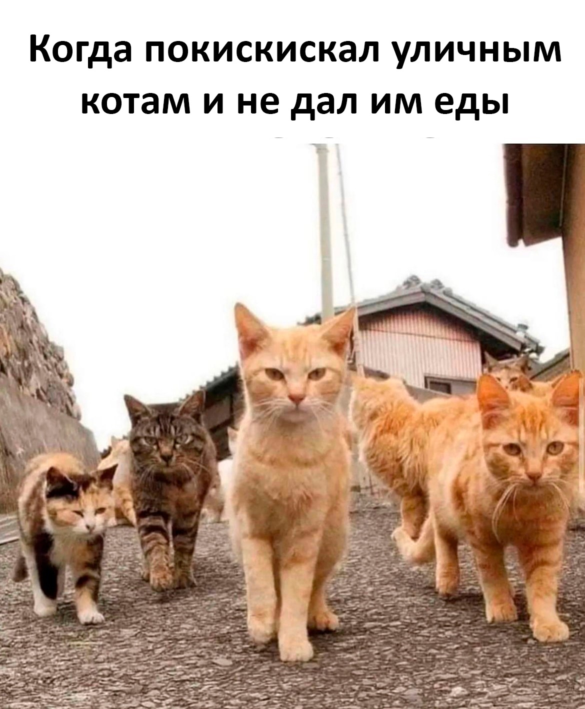 АНАБОЛИКИ.net - оф.дилер SP, Zerox, Genetic, Magnus, Lyka ! - Бодибилдинг форум AnabolicShops