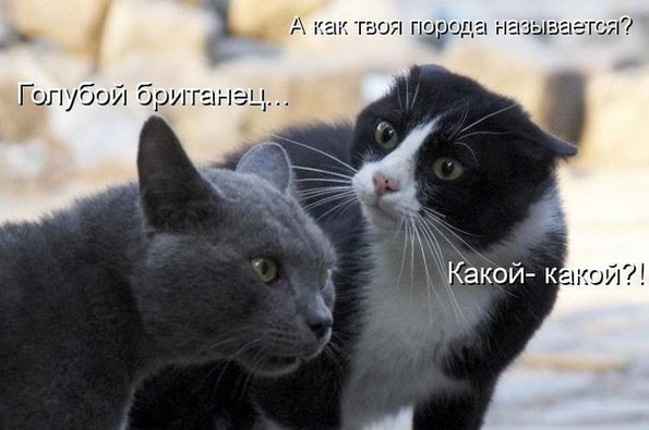 Анекдоты обо всем - Бодибилдинг форум AnabolicShops