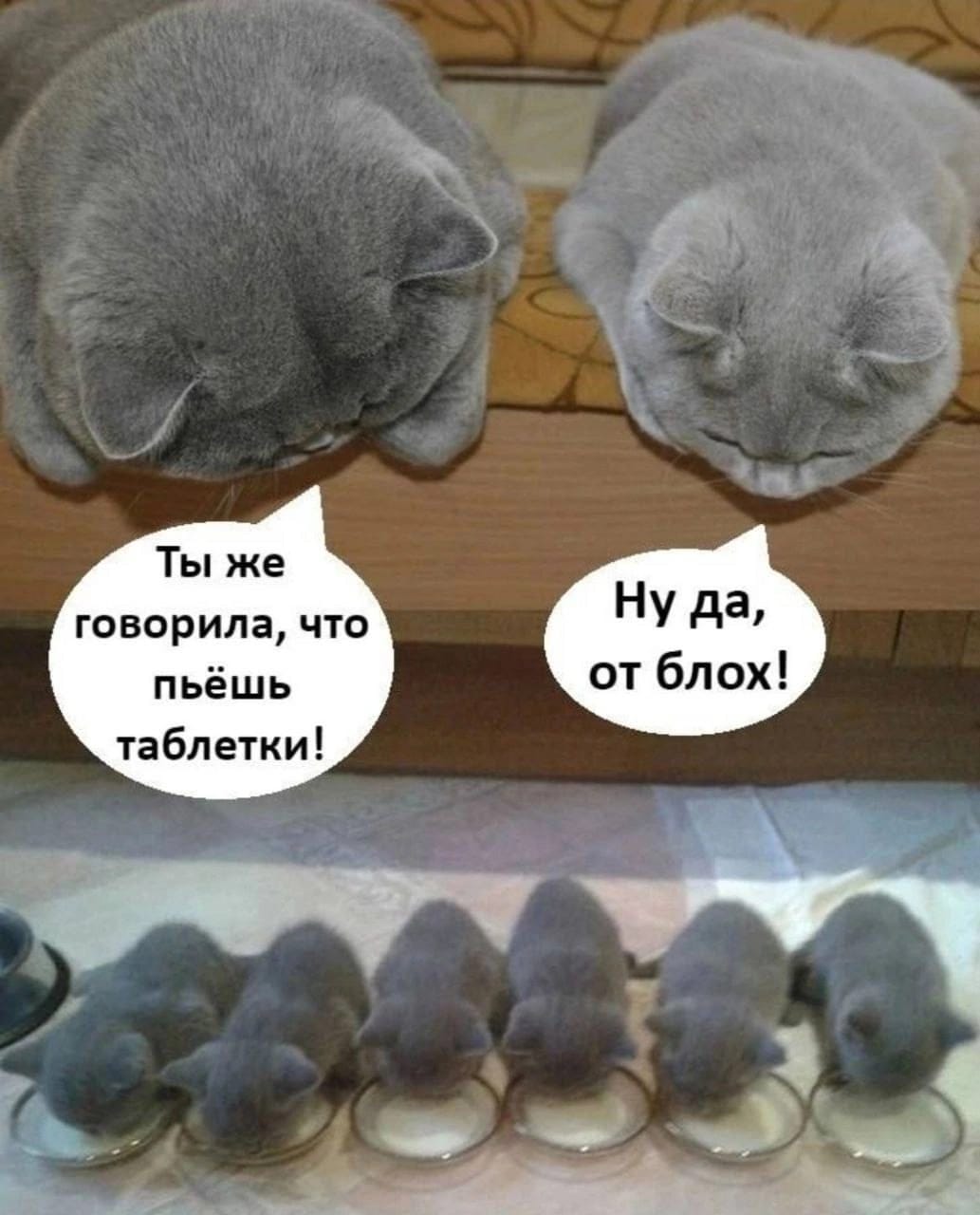 Приколюшные картинки - Бодибилдинг форум AnabolicShops