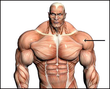 Amenadiel - Бодибилдинг форум AnabolicShops