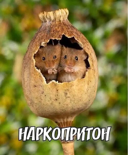 Приколюшные картинки - Бодибилдинг форум AnabolicShops