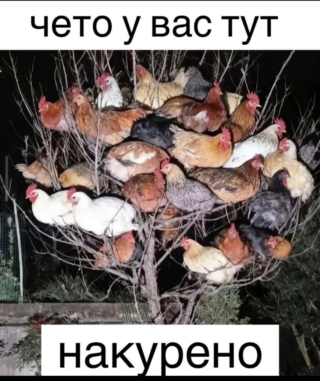Курилка- разговоры на любые темы - Бодибилдинг форум AnabolicShops
