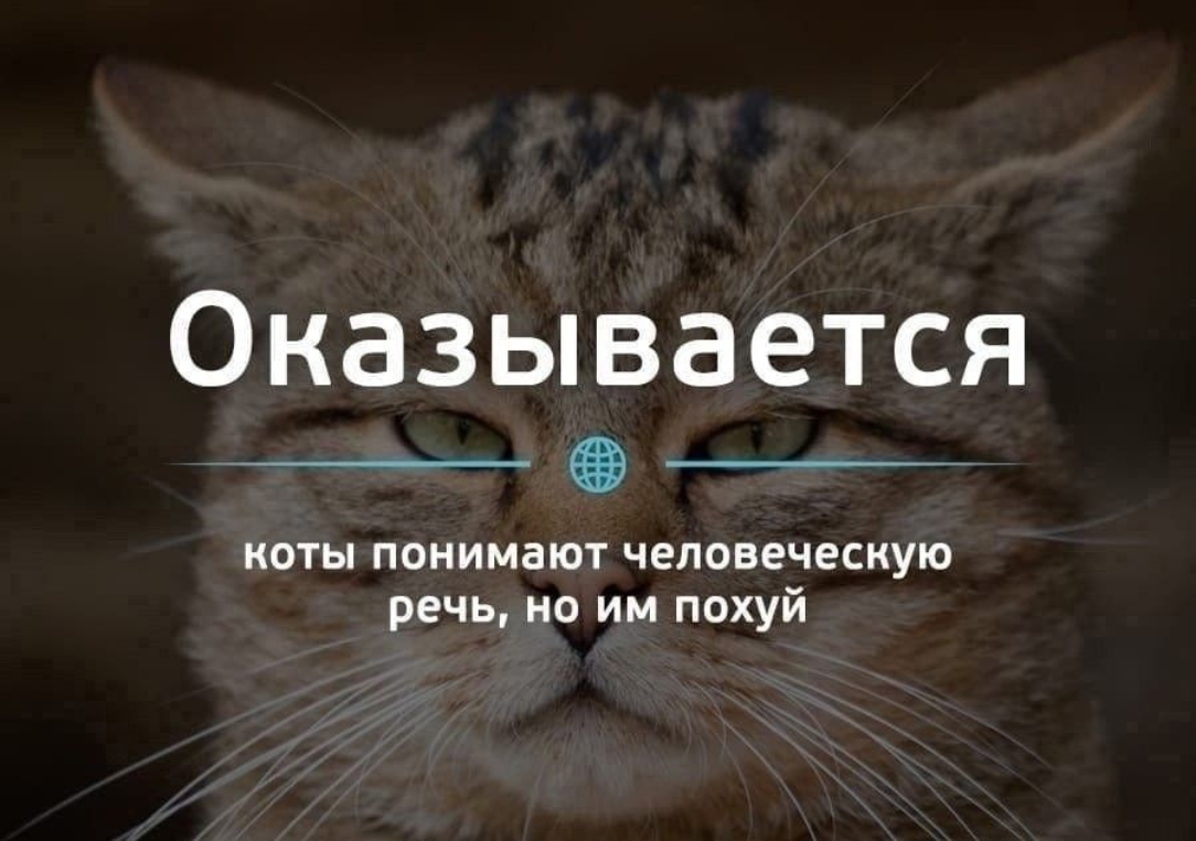 Мои домашние питомцы - Бодибилдинг форум AnabolicShops