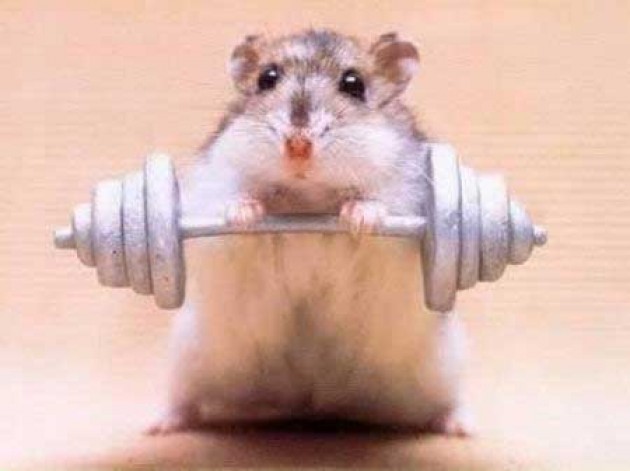 Bestanabolic.info - Снова в строю! - Бодибилдинг форум AnabolicShops