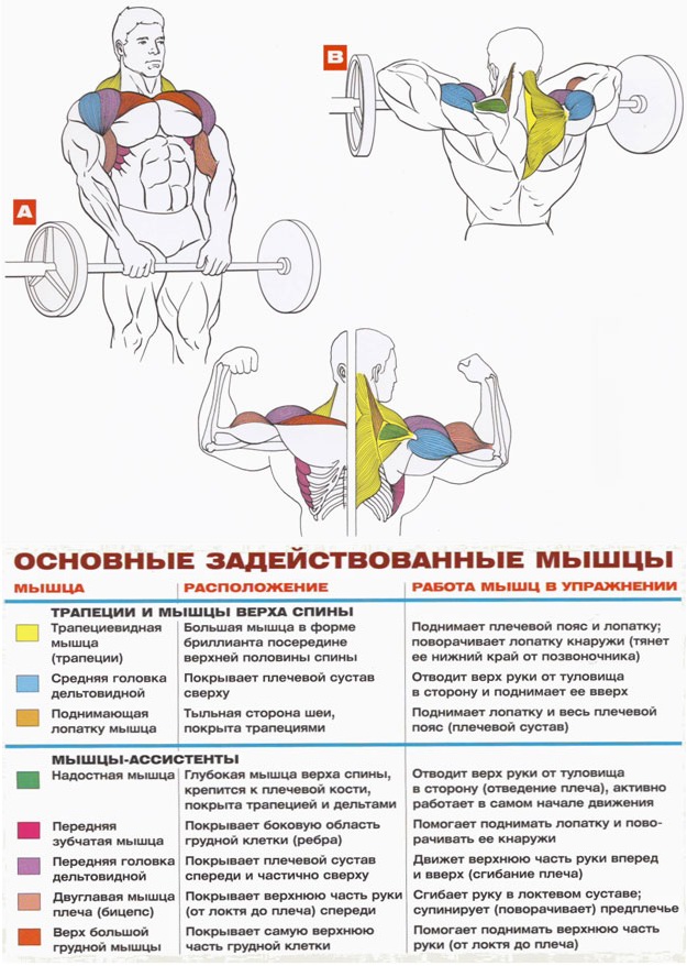 МЕТОД ТРЕНИРОВКИ ДЕЛЬТОВИДНЫХ МЫШЦ - Бодибилдинг форум AnabolicShops