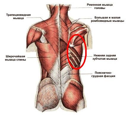 Спортивная медицина - Бодибилдинг форум AnabolicShops