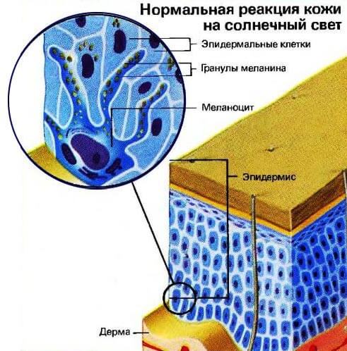 Загар и меланома - Бодибилдинг форум AnabolicShops