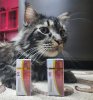 Тесты, анализы, отзывы от Lion23 - Бодибилдинг форум AnabolicShops