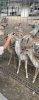 ProjectX - твой надежный поставщик! - Бодибилдинг форум AnabolicShops