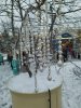 *** Лиса*** - Бодибилдинг форум AnabolicShops